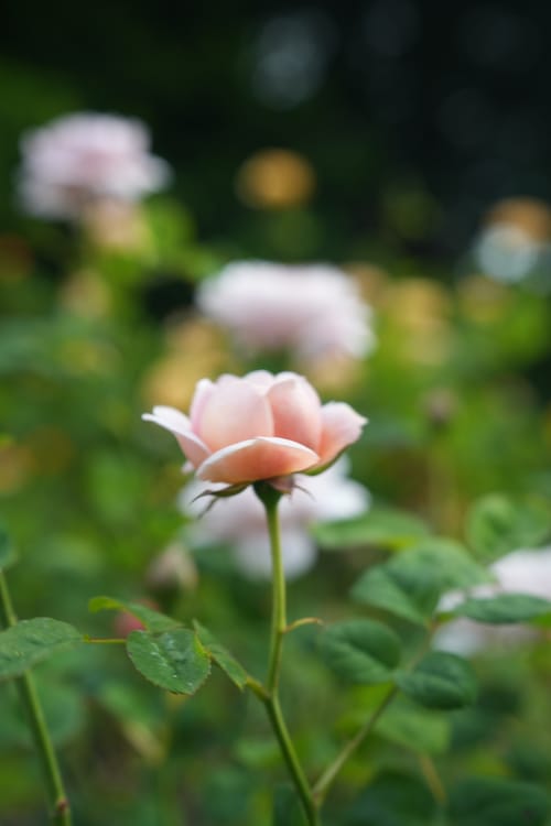 photo taken may 26, 2025 on sony a7iv