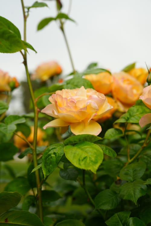 photo taken may 26, 2025 on sony a7iv