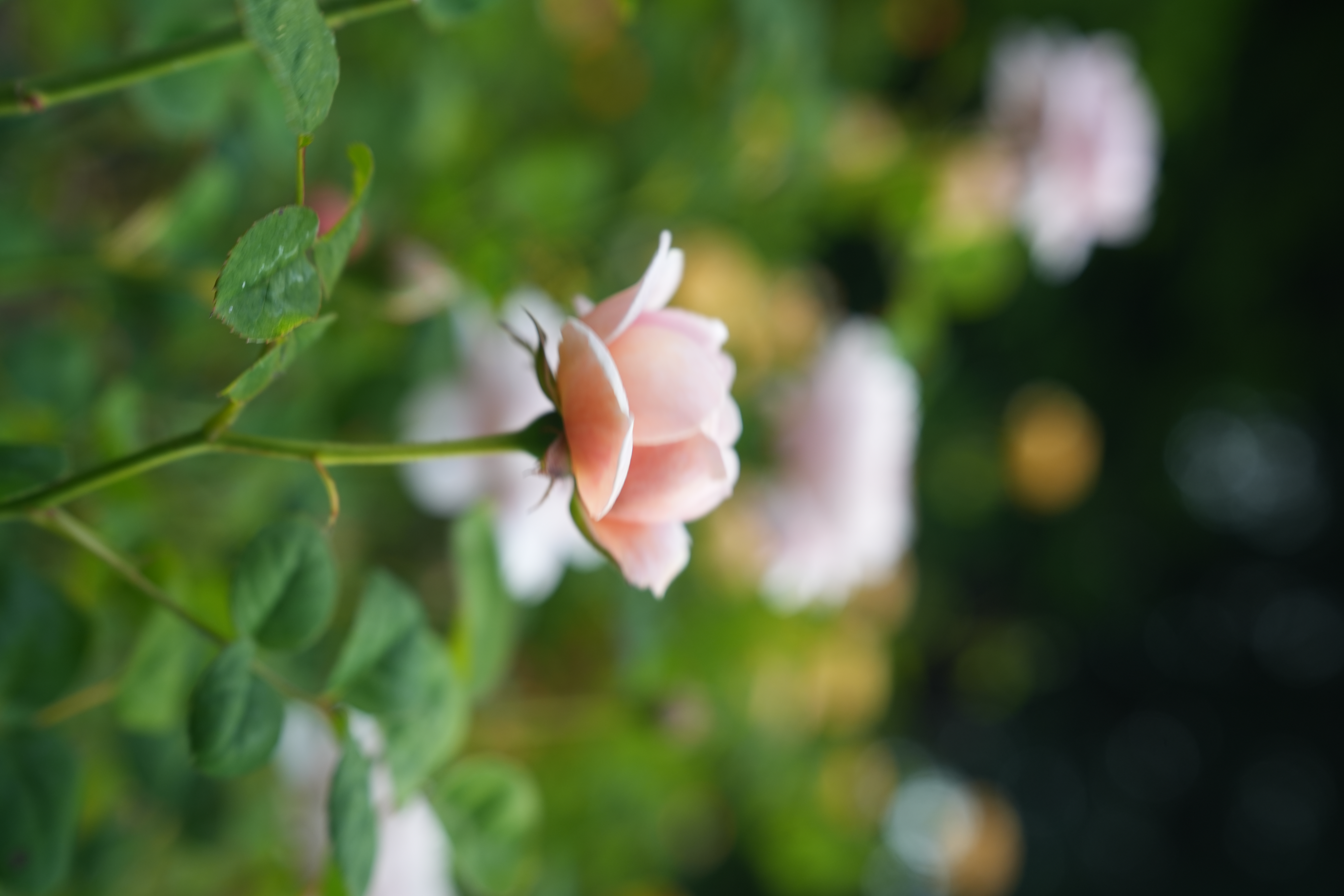 photo taken may 26, 2025 on sony a7iv