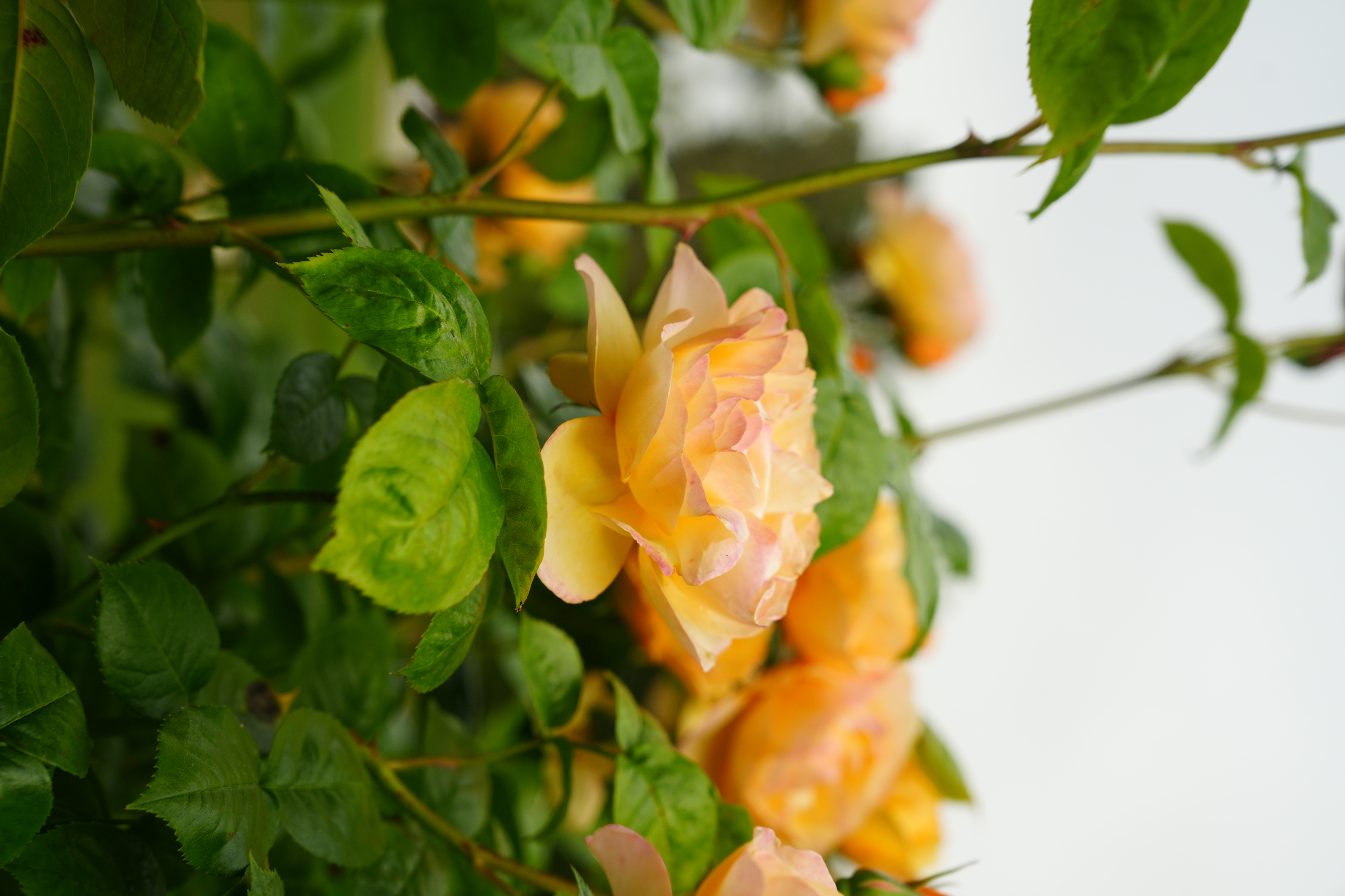 photo taken may 26, 2025 on sony a7iv