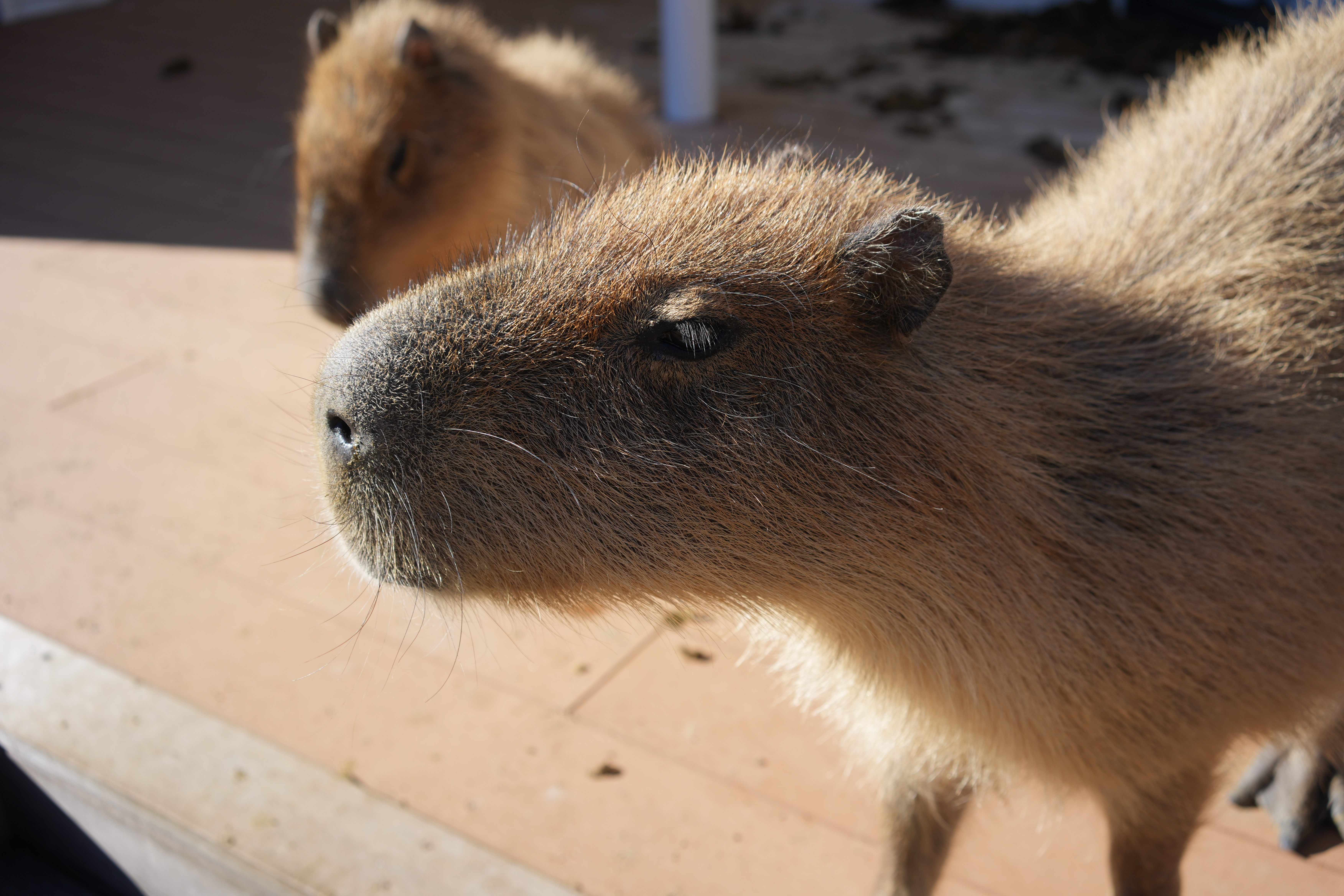 photo taken december 15, 2025 on sony a7cii