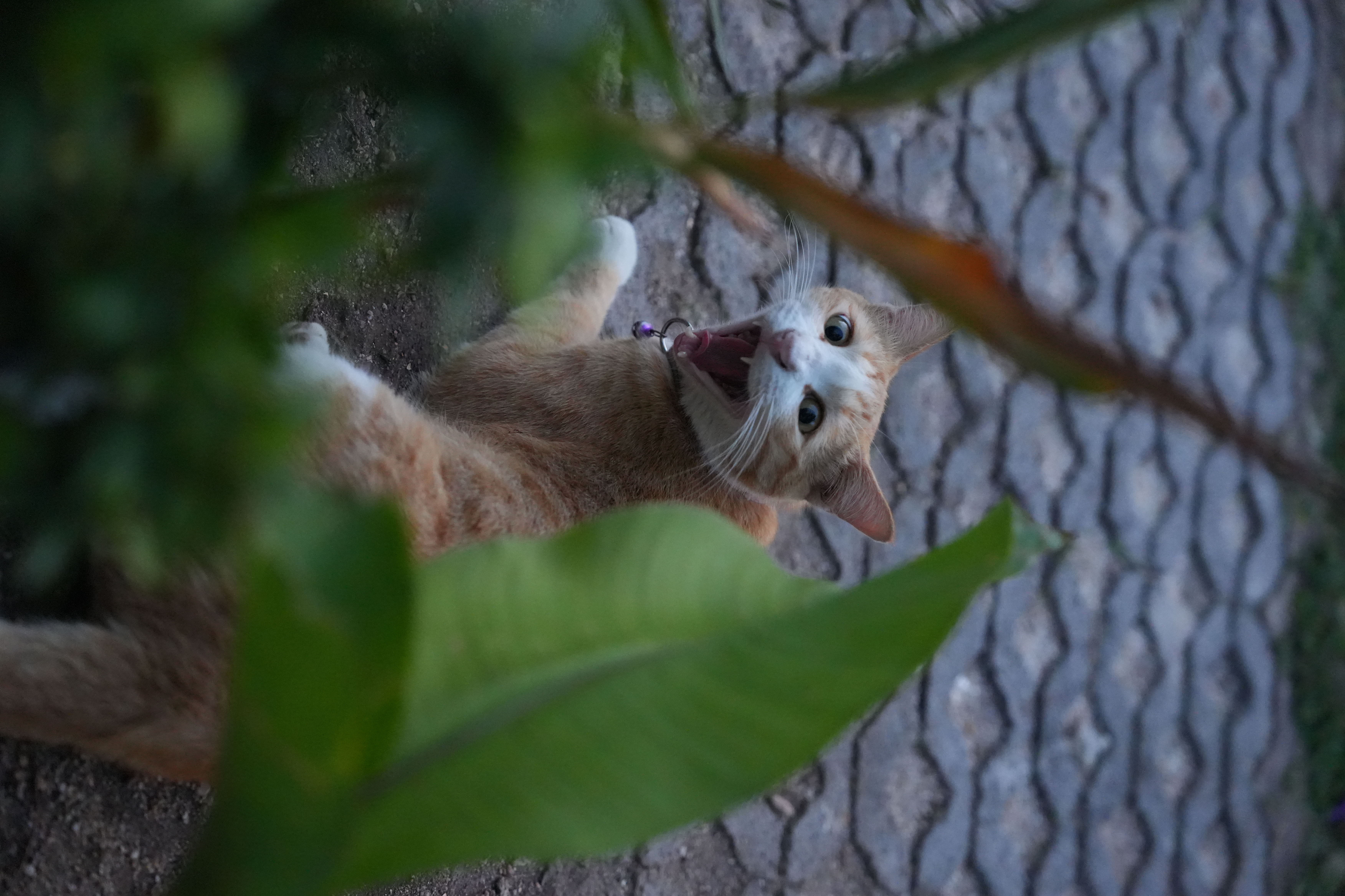 photo taken september 22, 2025 on sony a7iv